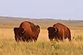 American bison at Fort Niobrara National Wildlife Refuge near Valentine, Nebraska. Image credit: USFWS Mountain-Prairie via Flickr.com.