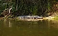 Alligator in the water in North Carolina