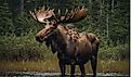 Majestic Moose captures the grandeur and presence of this iconic North American mammal. 