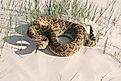Western diamondback rattlesnake (Crotalus atrox) with its tongue hanging out lies on the sand in Texas, 