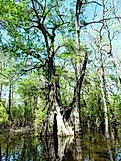 The national champion bald cypress at Cat Island National Wildlife Refuge, Louisiana. Photo: Bob Strader/USFWS, public domain.