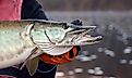 A closeup profile view of a silvery muskie fish