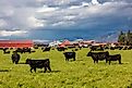 Black angus cattle graze in pasture at Fort Owen State Park in Stevensville, Montana.