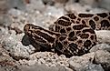 Young juvenile eastern massasauga rattlesnake on macro portrait on gravel road