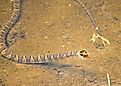 Northern watersnakes are common in Kansas.