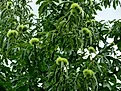 Branches with fruits and green leaves of American chestnut or Castanea dentata tree.