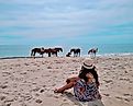 Wild horses grazing on the beach at Assateague Island National Seashore