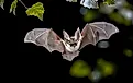 The grey long-eared bat with its distinctive ears can be found in several U.S. National Parks after dusk. Credit: Rudmer Zwerver/ Shutterstock.com