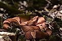 Broad-banded copperhead