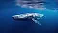 A majestic humpback whale swimming gracefully. 