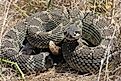 Northern Pacific rattlesnake (Crotalus oreganus).
