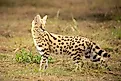 A closeup of a Serval. 