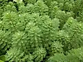 Parrot's feather aquatic plant (Myriophyllum aquaticum) with fine green leaves in oblong shape. 