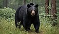 In the dense, misty forests of North America, the American Black Bear roams as a mysterious shadow.