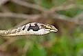 A southern vine snake (Thelotornis capensis)