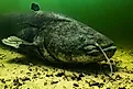 A wels catfish (Silurus glanis)