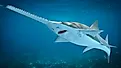 A sawfish