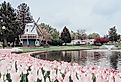 Pink tulips around a pond with a Dutch windmill in Sunken Gardens Park in Pella, Iowa.