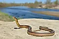A beautiful red sided garter snake by a water body.