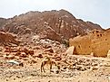 Close view of Mount Sinai in Sinai Peninsula, Egypt.