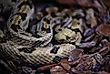 A timber rattlesnake (Crotalus horridus)