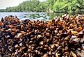 Dense collection of Zebra Mussels.