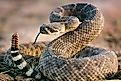 Western diamondback rattlesnake (crotalus atrox) in Magnum, Oklahoma.