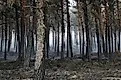Burned pine forest after a wildfire. 