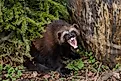 Full body portrait of a female Wolverine