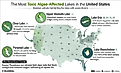 Infographic showing the most toxic algae-affected lakes in the United States.
