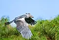 A shoebill (Balaeniceps rex)