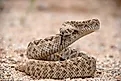 A Western Diamondback rattlesnake in a striking pose.