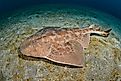 An angel shark (Squatina squatina)