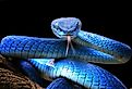 Close-up shot of Blue viper snake, Blue insularis, Trimeresurus Insularis. Image credit Kurit afshen via Shutterstock.