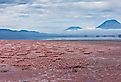 Aerial view of Ol Doinyo Lengai volcano looming above vast flock of Lesser Flamingos nesting in shallow salt waters of Lake Natron, Africa, Tanzania.