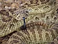 Prairie Rattlesnake
