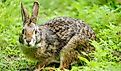 Swamp Rabbit (Sylvilagus aquaticus) in the United States. By Brandon Johnson, CC BY 4.0, Wikipedia.
