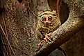 A Tarsier on a branch. 