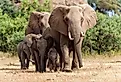 Elephant herd walking in the Tuli Block in Botswana, Africa.