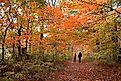 A walk through the fall landscape in the Berkshires, Massachusetts.