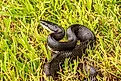 A Black Rat Snake Coiled in the Grass. 