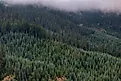 Gifford Pinchot National Forest, Washington.