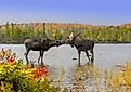  Cow and bull moose touch noses in a show of affection during the fall mating season in Baxter State Park, Maine.