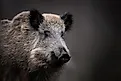 Wild boar close up. 