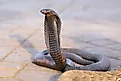 Egyptian cobra (Naja haje)