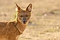 A dhole (Cuon alpinus)