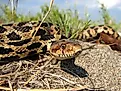 Eastern fox snake
