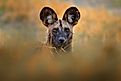 An African wild dog peering through the bush.