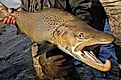 Large brown trout caught while fly fishing. 