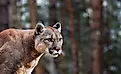 Portrait of Beautiful Mountain Lion. 